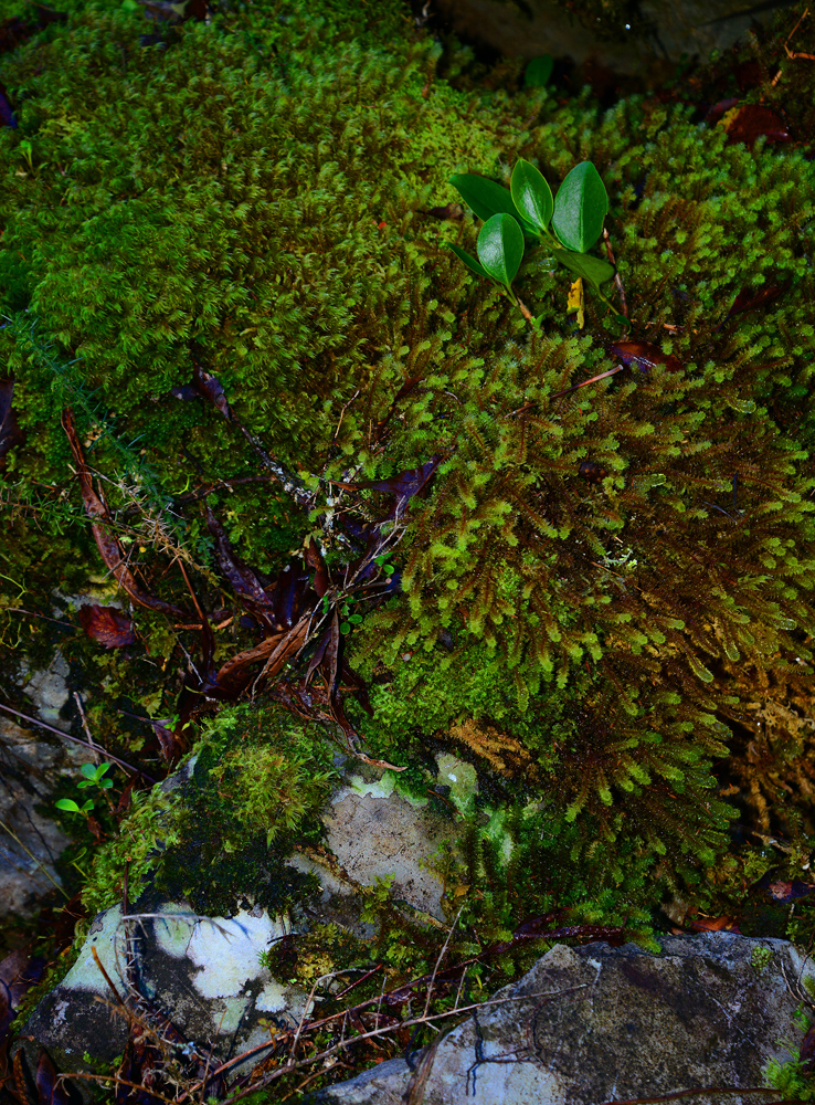 No.5  Coprosma and Moss