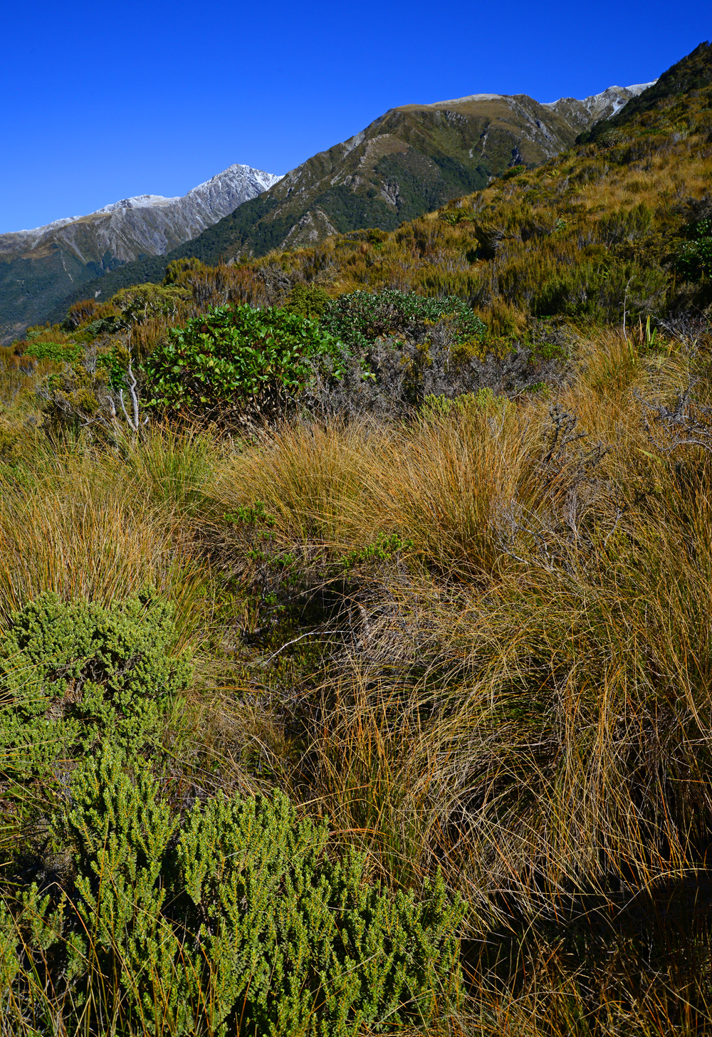No.28  Coprosma, Hebe, and Tussock