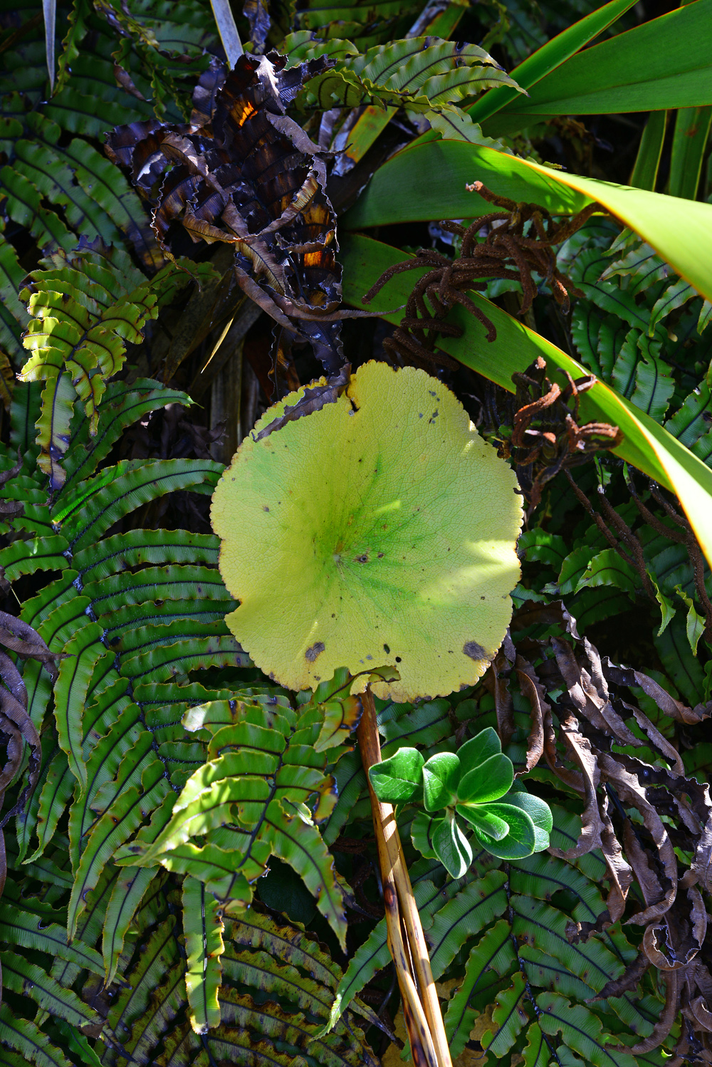 No. 37 Mount cook lilly leaf, Coprosma, and fern