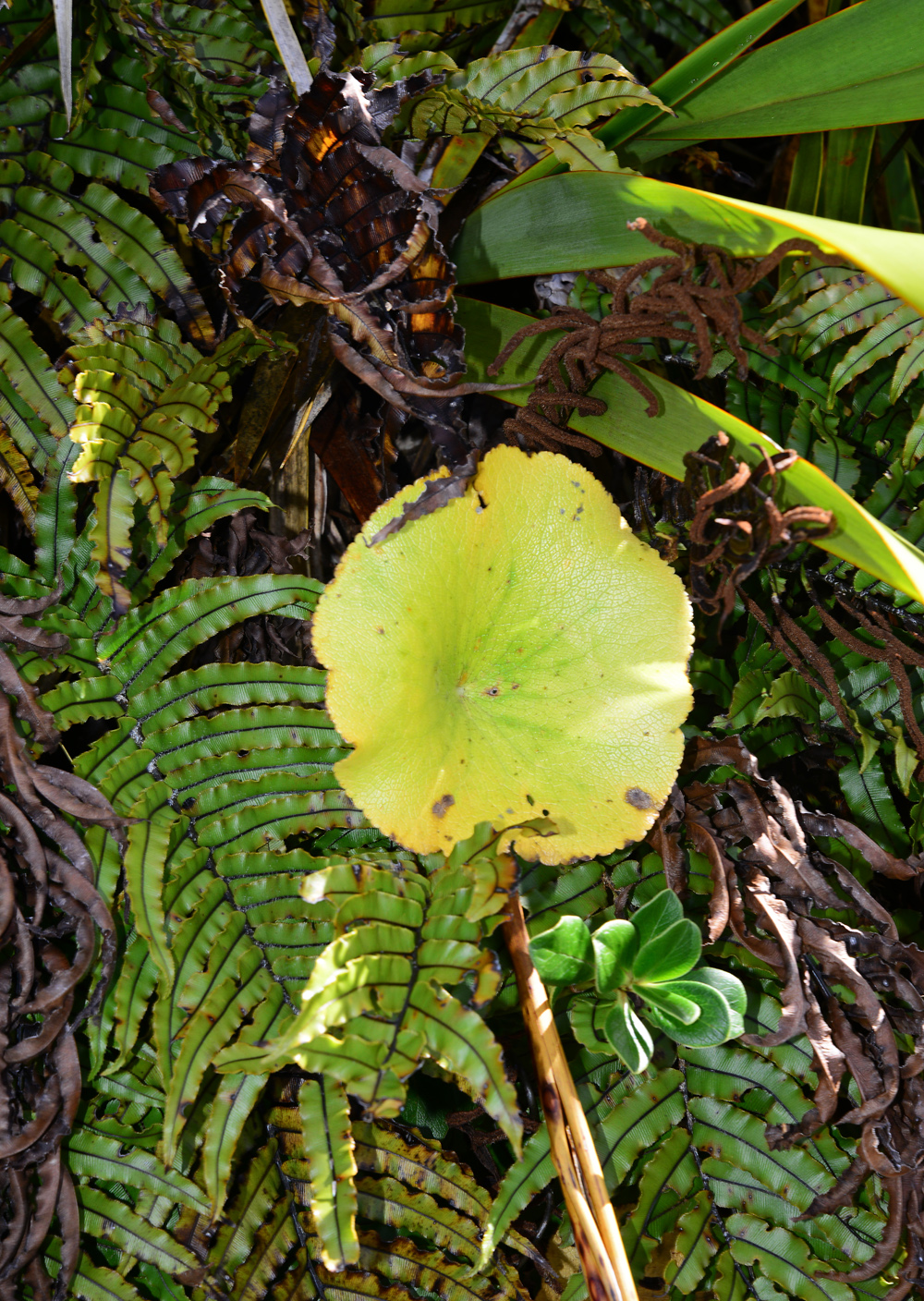 No.44  Mount Cook Ranunculus Lyalii, the round leaf plant.
