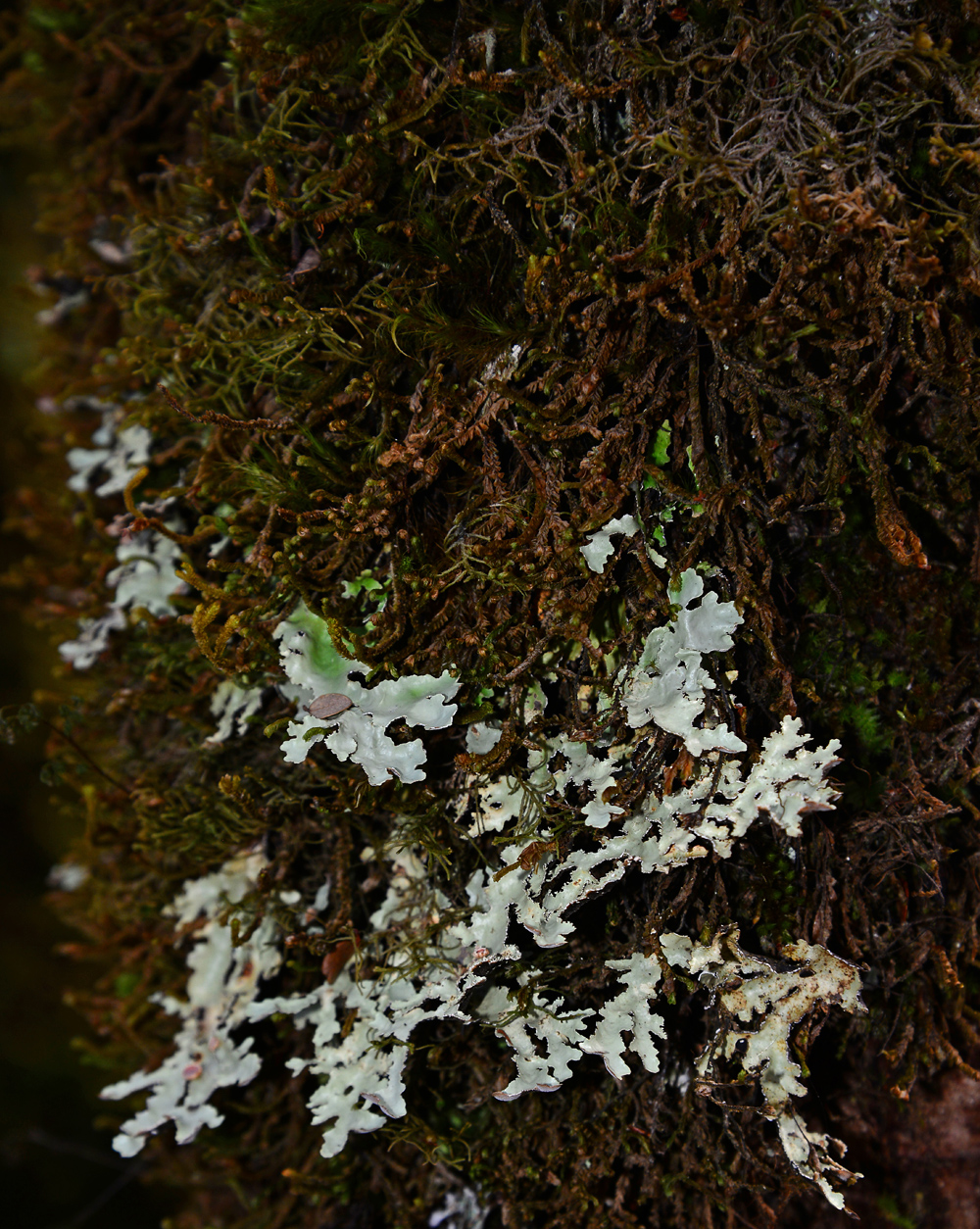 No.52  Giant looking  Lichen