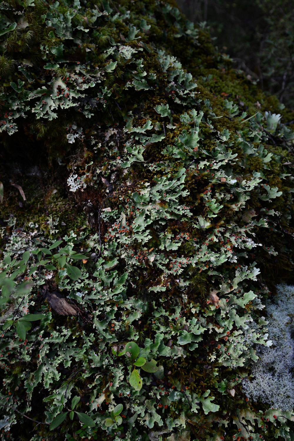 No.58  Giant looking Lichen