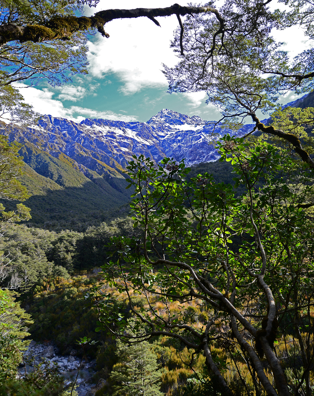 No.68   Trees frame an outlook of Southern Alps.