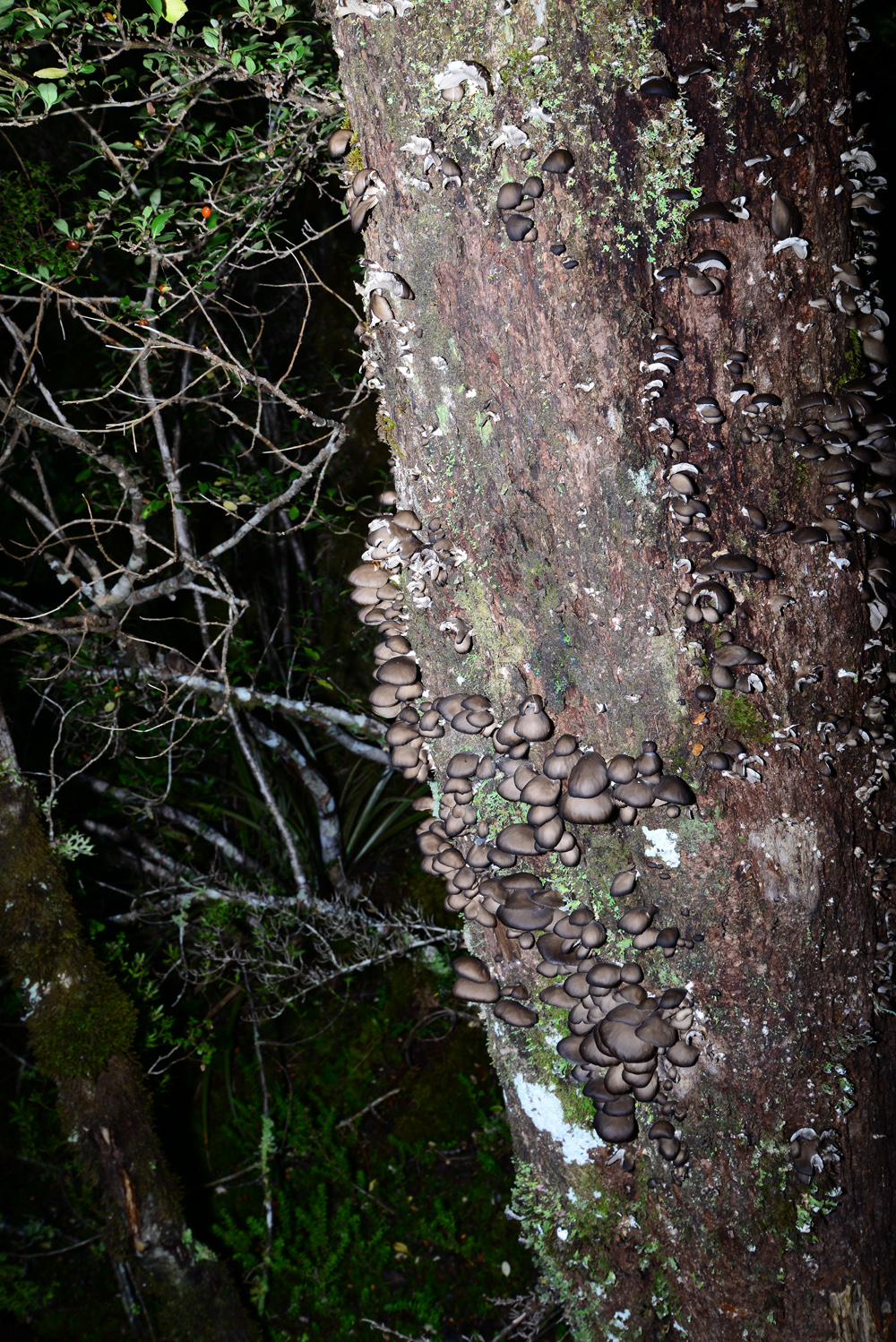 No.80  Tree Fungi
