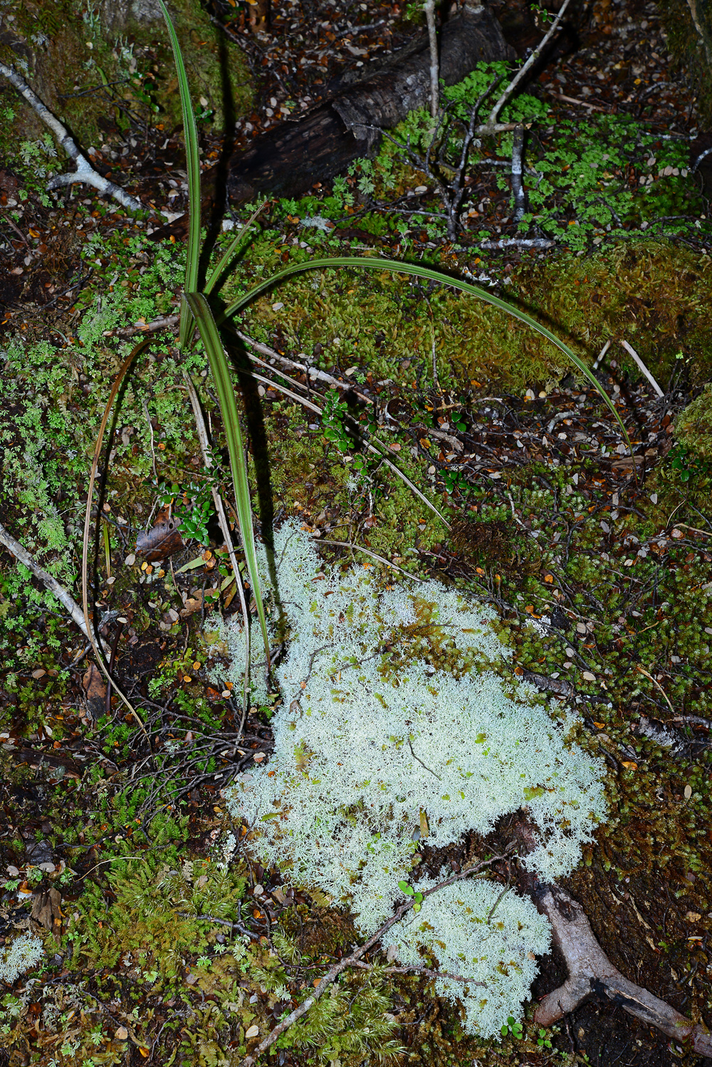 No.81  Small Coprosma, moss and lichen