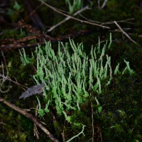 No. 3 Moss covered stems