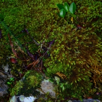 No.5 Coprosma and Moss