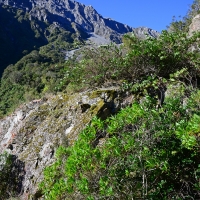 No. 9 Hebe native in foreground, Arthurs Pass view near Otira.