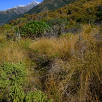 No.28 Coprosma, Hebe, and Tussock 