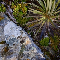 No.38 Celmisia armsrogii, Rock Fora Habitat