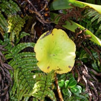 No.44 Mount Cook Ranunculus Lyalii, the round leaf plant.