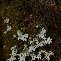 No.52 Giant looking Lichen