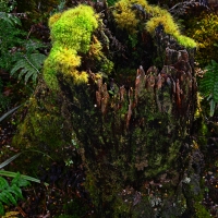 No.56 Beech moss covered stump in afternoon light.
