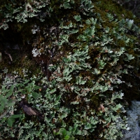 No.58 Giant looking Lichen