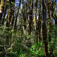 No.67 Beech Forest