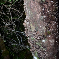 No.80 Tree Fungi 