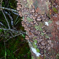 No.86 Fungi bracken