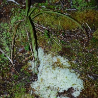 No.81 Small Coprosma, moss and lichen