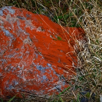 No.77 Sunburst Lichen on the Dobson Trail