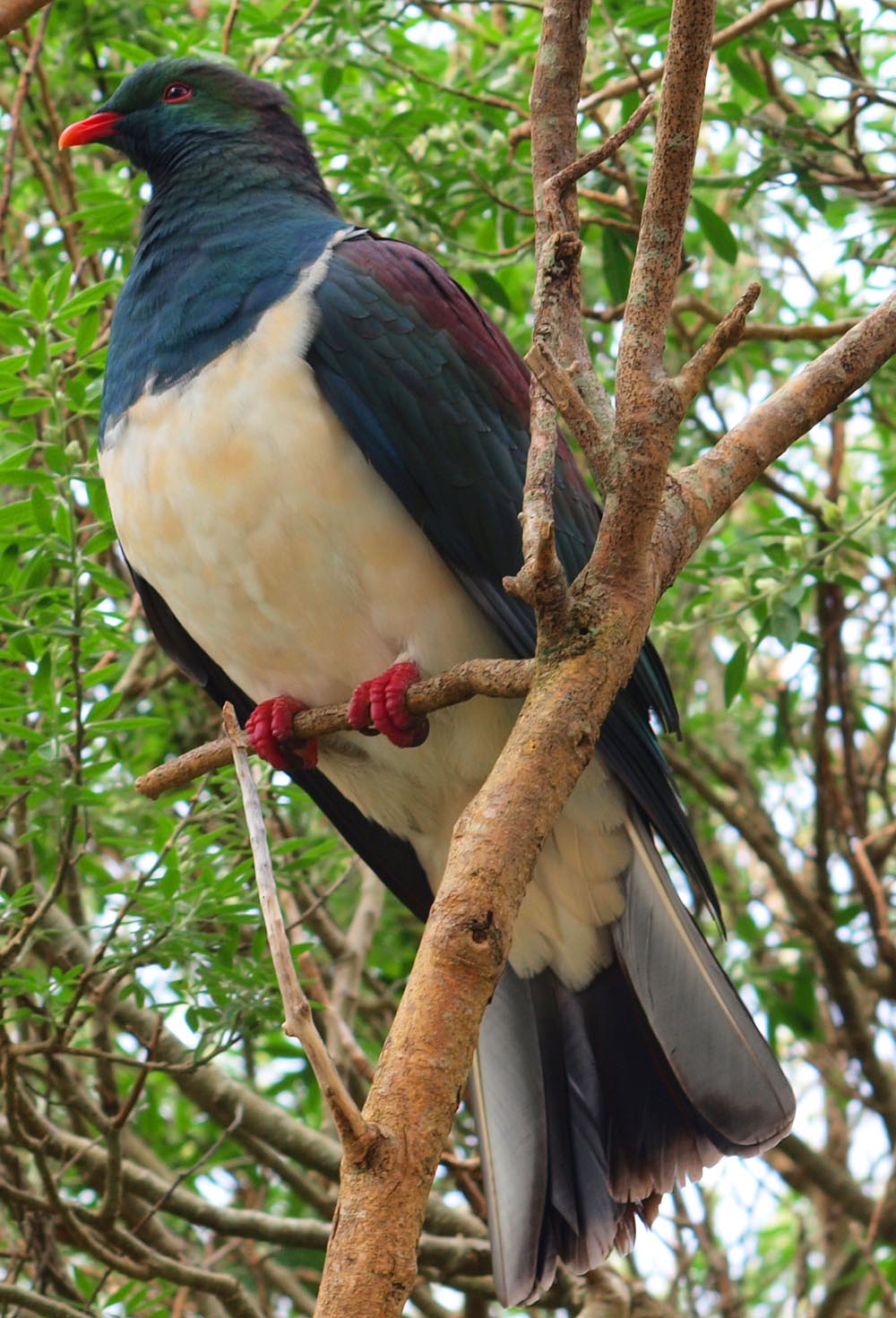 N0.42  Kereru - New Zealand Wood Pigeon