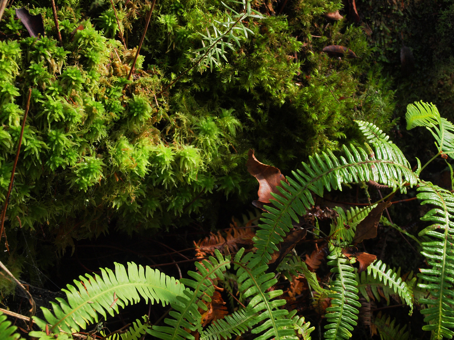 N0.7 Ferns and Moss