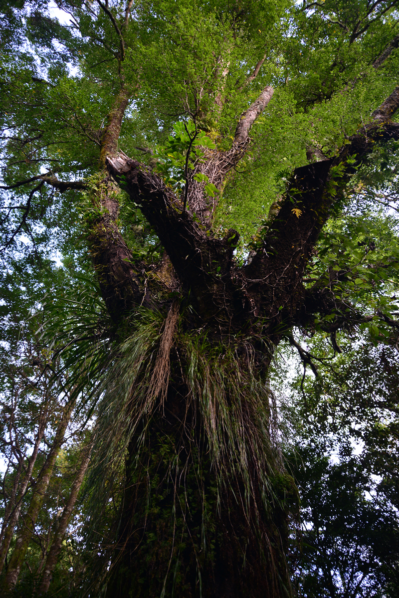 Forest tree - Nikon Imaging