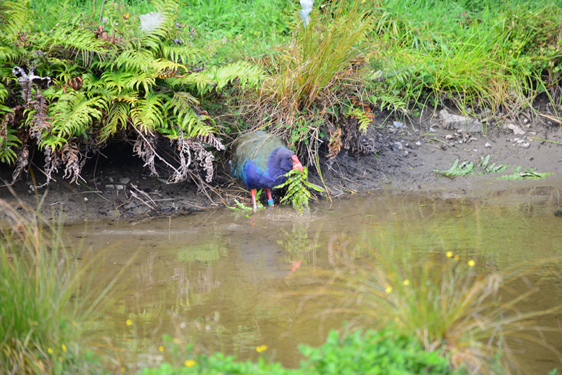 Takahe Bird - Nikon Imaging