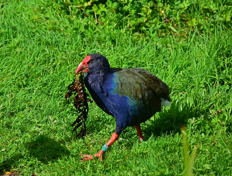 Takahe Bird - Nikon Imaging