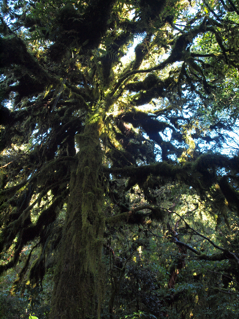 Moss on trees - Nikon Imaging
