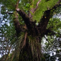 Forest tree - Nikon Imaging