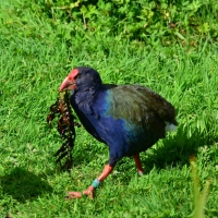 Takahe bird - Nikon Imaging