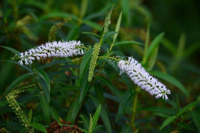 Hebe flower, Pukaha Reserve