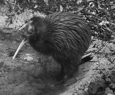 Brown Kiwi nocturnal enclosure, Pukaha