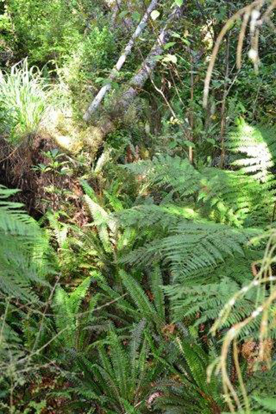 Pukaha reserve ferns