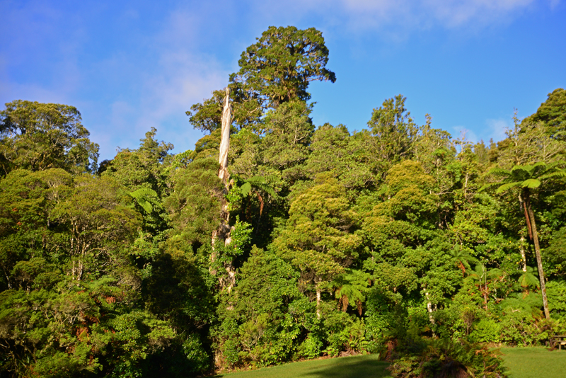 Kauri forest view