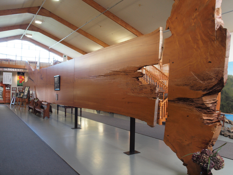 Museum exhibtion Kauri trunk slab