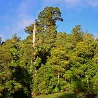 Kauri forest view 
