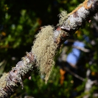 Lichen moss