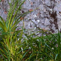 Ground Flora near Kauri