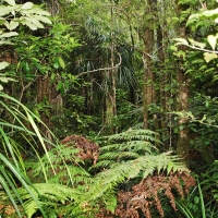 Ferns in the Waipoua Kauri forest