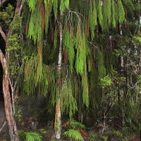Rimu tree in Waipoua forest
