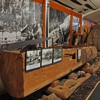 Kauri cut log Museum exhibtion