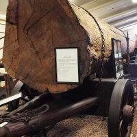 Log ready for transport by Bullock team Museum exhibtion