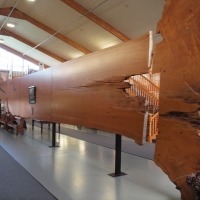 Museum exhibtion Kauri trunk slab
